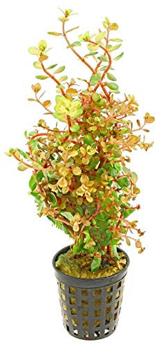 Rotala rotundifolia 'Orange Juice' - 1 Bouquet - Live Plante pour Aquarium
