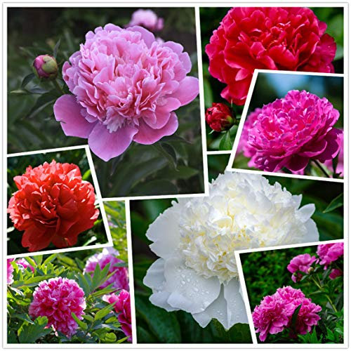 Cotton Candy Peony Mix (50+) Seeds Flowers Pack Easy Grow Planting for Outdoor Pink red White
