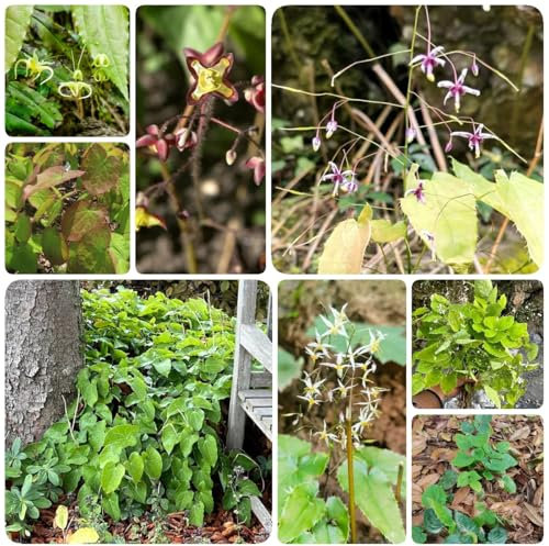 150 pcs Elfenblume Samen - bodendecker winterhart mehrjährig Epimedium Brevicornum - kräuter samen blumensaat, kräutersamen wiesenblumen samen, bodendecker samen winterhart balkonpflanzen