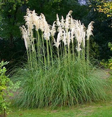 Pampasgras Senior - XXXL Topf - Cortaderia selloana