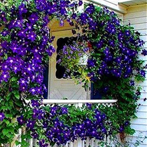 Clematis, semi rampicanti per piante rampicanti per fiori, per casa, ufficio, decorazione viola scuro per donne, uomini, bambini, principianti, giardinieri, regalo