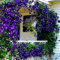 Clematis, semi rampicanti per piante rampicanti per fiori, per casa, ufficio, decorazione viola scuro per donne, uomini, bambini, principianti, giardinieri, regalo