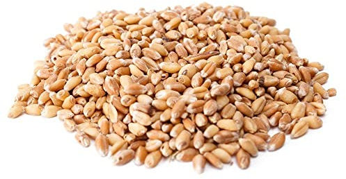 Trigo en Grano 25kgs. Alimentacion Animal Gallinas, Pollos, Patos, Aves