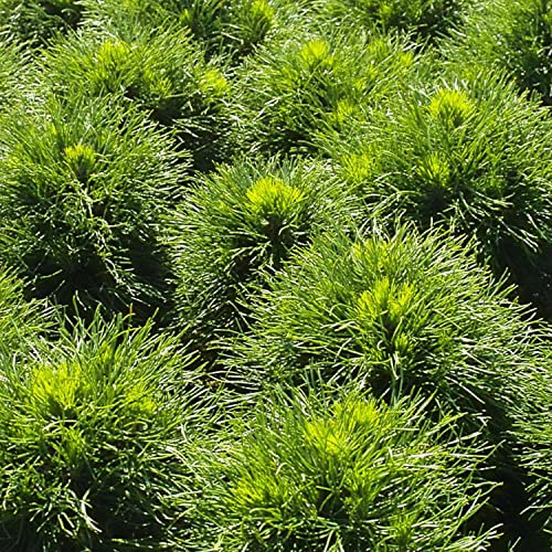 Zwerg-Kiefer 'Varella'