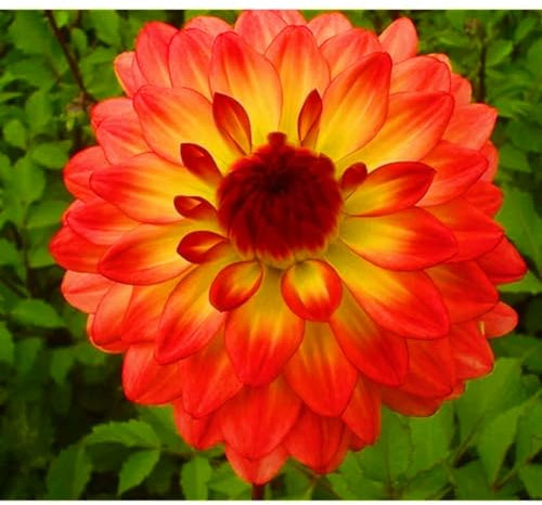 Bulbi Di Dalia-Bulbi Di Dalia,Bulbi Di Dalia Gigante,Tubero Della Dalia,Bulbi Di Zinnia,Fiori Da Giardino,Bulbi Di Piante,Bulbi Dalia Perenni-2Bulbi-c