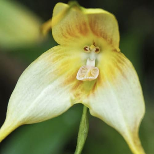 200 Affengesicht orchidee - Dracula simia pflanzen samen, kübelpflanzen winterhart Affengesicht Orchidee Samen blumenwiese, topfpflanzen echt Geschenke Für Pflanzenliebhaber blumen