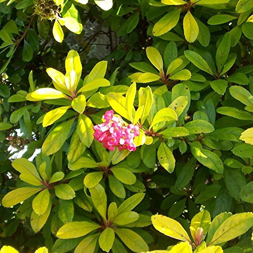 Escallonia Laevis 'Gold Ellen' Evergreen Hardy Hedging Garden Shrub | 9cm Pot