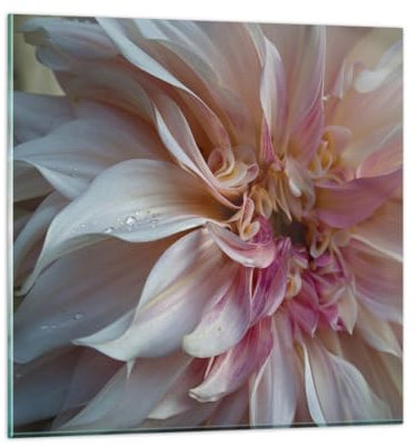 Bilder auf Glas Blume Dahlie Anlage Glasbild 30x30cm Wandbilder Dekoration Wohnzimmer Schlafzimmer Küche Deko Klein Wanddeko Bild im Glas Wand Kunstdruck Art Modern Wall Decor Glasdruck GAC30x30-5352