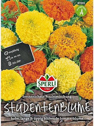 Tagetes Studentenblume Sonnenschein Prachtmischung
