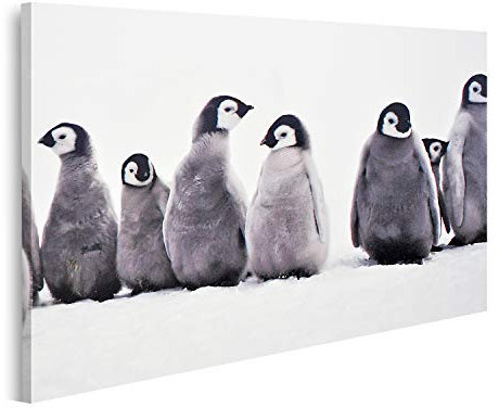 islandburner Bild auf Leinwand Junge Pinguine Baby Junge Pinguine Baby Eissonne Bilder Wandbilder Poster