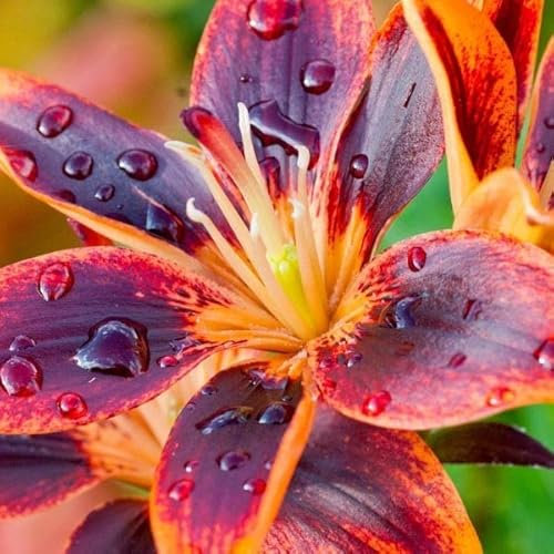 Fackellilie Zwiebeln Winterhart MehrjäHrig Lilien Blumenzwiebeln MehrjäHrig Winterhart FrüHblüHer Blumen Zwiebeln Garten Balkonpflanzen Stauden Winterhart MehrjäHrig Gartenblumen (10 Zwiebeln)