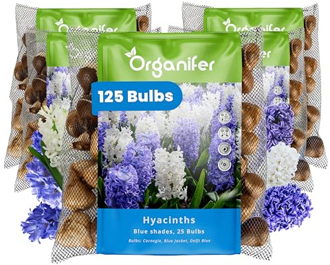125 Bulbos De Jacinto - Mezcla Azul - Tamaño Xxl 16/17 Cm - Promueve La Biodiversidad - Adecuado Como Flor Cortada - Para Jardines De Primavera, Bordes Y Macetas - Organifer