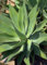 Seeds Foxtail Agave 15 Semi - Agave attenuata - Cactus: Only seeds