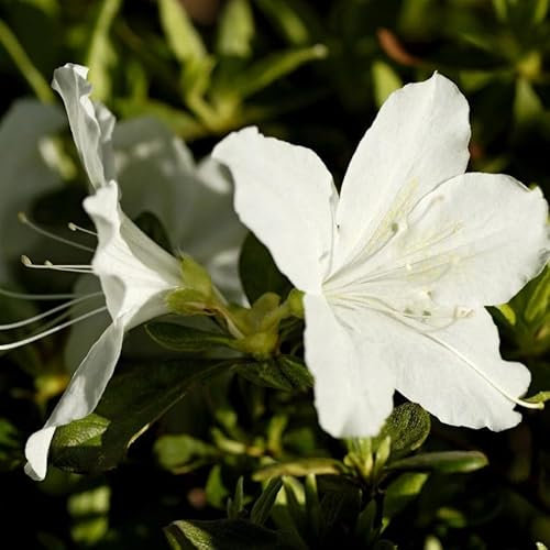 Azalea Adonis in a 9cm Pot, with Stunning White Flowers