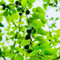 acquistare semi di albicocca, alberi da frutto nani piante resistenti in vaso piante d'appartamento che purificano l'aria da giardino resistenti perenni e perenni alberi frutto in vaso 22pcs