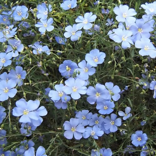 blauer lein, stauden winterhart mehrjährig lein blau, gartendeko für draußen blumenwiese herbstaussaat für sonnige plätze 600samen