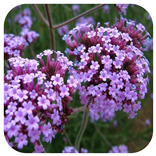 Verbena bonariensis Large Plug Plants x 3 Hardy Perennial