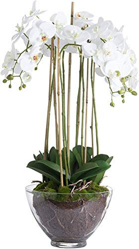 The Recipe Large White Orchid In Glass Pot one size