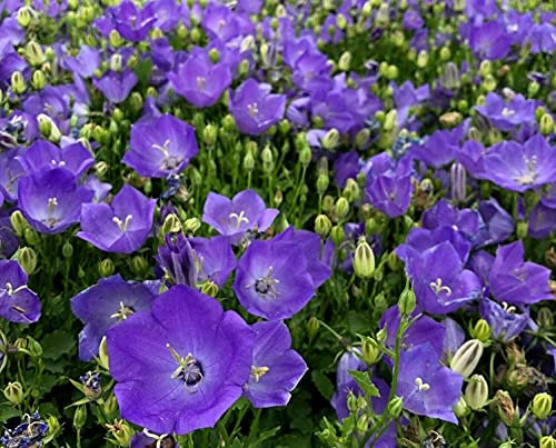 40000 Seeds of Campanula Carpatica Blue Bellflower