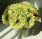 UICerland 15 Stück Künstliche Blumen Seiden Gänseblümchen Blumen gefälschte Gerbera Blumen für Blumensträuße für Hochzeit Partei Tischaufsätze Blumenarrangement Heim Küche Dekor DIY (Grün)
