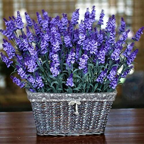 Haloppe 1000 Unids Flores de Lavanda Semillas de Plantas para la Plantación de Jardín en el Hogar, Semillas de Lavanda Paisajismo Semillas de Lavanda Natural Lavanda