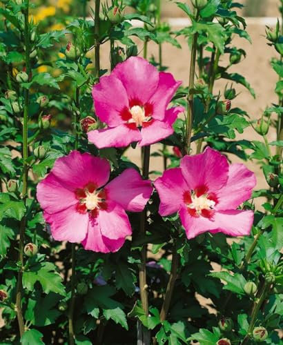 Hibiscus syriacus 'Maike' 40–50 cm – Winterhart, Mehrjährig, Pflegeleicht – Gartenhibiskus – Heckenpflanze für Garten & Sichtschutz