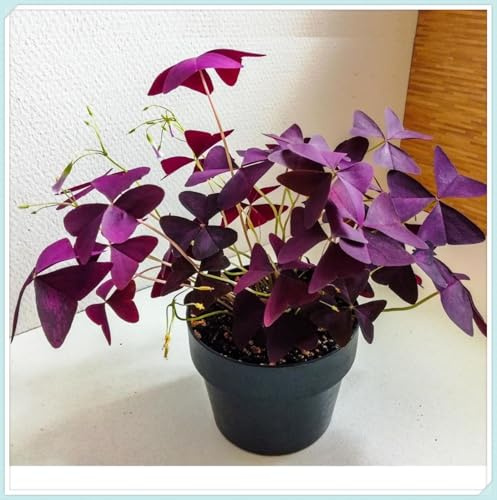 Oxalis Rhizom-Strukturbildende, langlebige Zierlauchzwiebeln,verträgliche,insektenfreundliche, kugelrunde,kältehart -6 Oxalis-Rhizom