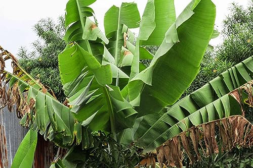 Nuovi semi freschi di albero di banana da 100 pezzi