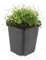 Bodendecker - Steingarten - Sternmoos - Sagina subulata - 9cm Topf - Set mit 12 Pflanzen