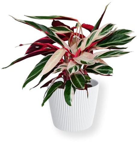 Green Me Up Set Calathea Triostar No. 19 im 19 cm Topf, Zimmerpflanze 60 bis 70 cm mit rosa weiß grüner Blattfärbung, Übertopf Milly 24 cm in Weiß, Dekoset für Wohnzimmer und Büro, Tierfreundlich