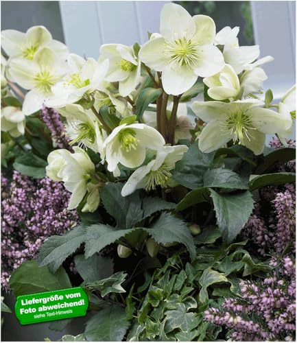 BALDUR Garten Weiße Christrose, 1 Pflanze, blühend im Topf Helleborus, winterhart, Winterblüher
