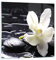 Bilder auf Glas Spa Orchidee Steine Wasser Glasbild 30x30cm Wandbilder Dekoration Wohnzimmer Schlafzimmer Küche Deko Klein Wanddeko Bild im Glas Wand Kunstdruck Art Modern Wall Decor GAC30x30-0444