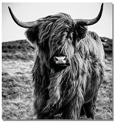 LASER unit Wandbild Hochlandrind Portrait Schwarz Weiss | Tiere | Alu Dibond Metall Effekt | 70 x 70 cm | Kunstdrucke edel gebürstet | Galerie Qualität