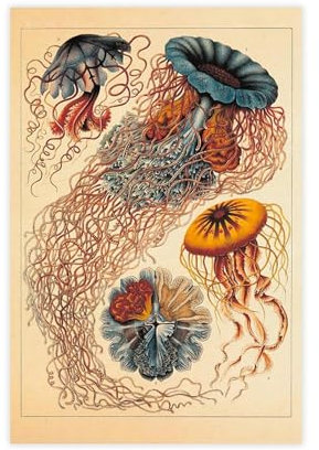 Discomedusae by Ernst Haeckel Vintage-Poster, Botanisches Poster, Leinwand, Poster, Schlafzimmer, Dekoration, Landschaft, Büro, Raumdekoration, Geschenk, ungerahmt, 30 x 45 cm