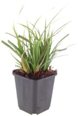 Exotenherz Carex morrowii - Japanische Segge - 9cm Topf - 10-25cm hoch - Set mit 60 Pflanzen