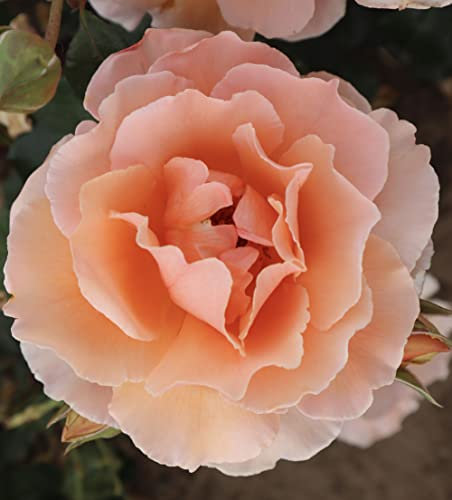 'Just Joey' Potted Hybrid Tea Rose - Stunning Apricot Blooms - 4 Litre Pot - Great Gift Idea
