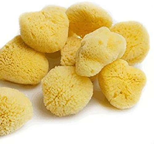 HSD Natural Artists Sea Sponge Pack of 10 Fine Texture Watercolour Painting