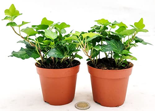 POWERS TO FLOWERS - EDERA VERDE, 2 PIANTE, VASO 9CM DIAMETRO, piante vere