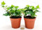 POWERS TO FLOWERS - EDERA VERDE, 2 PIANTE, VASO 9CM DIAMETRO, piante vere