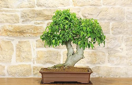Bonsai di Bagolaro (13)