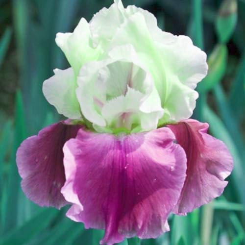 Iris Zwiebeln-Winterhart MehrjäHrig,Iris Pflanze,Iris Knollen Mix,Iris Blumenzwiebeln,Schwertlilien Winterhart Knoll,Iris Blumen,Bonsai Pflanze,Gartenblumen-15zwiebeln-a