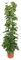 Epipremnum Aureum am Moosstab 160 cm Dekorative Kletterpflanze für Ihr Zuhause