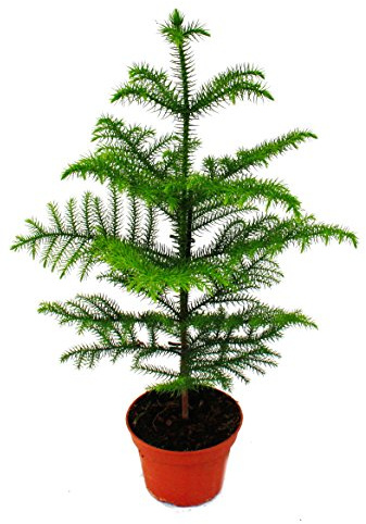 Zimmertanne - Araucaria heterophylla - 17m Topf - ca. 60-80cm hoch