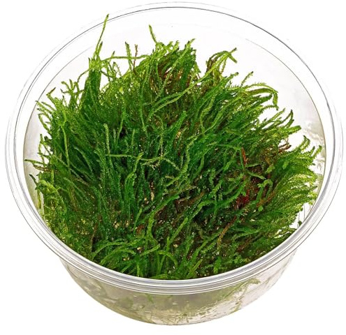 Aquasabi - Vesicularia ferriei 'Weeping Moss' - Trauerweidenmoos - in Vitro XL 8,5 cm - Moos für Aquarium - in Vitro Aquarienpflanze - Aquascaping