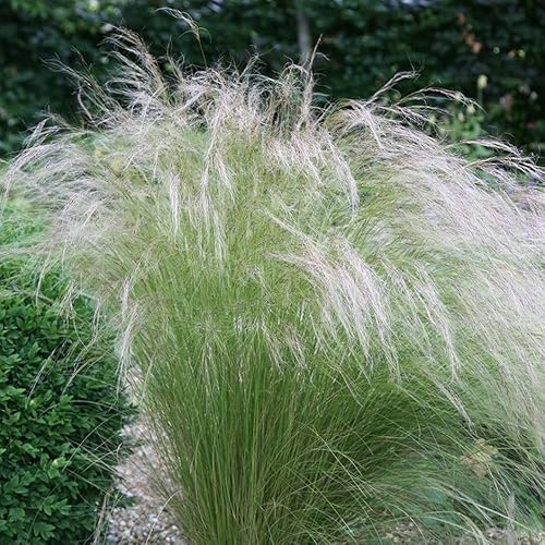 25 x Stipa tenuissima 'Pony Tails' - Federgras - Ziergras für sonnige Standorte