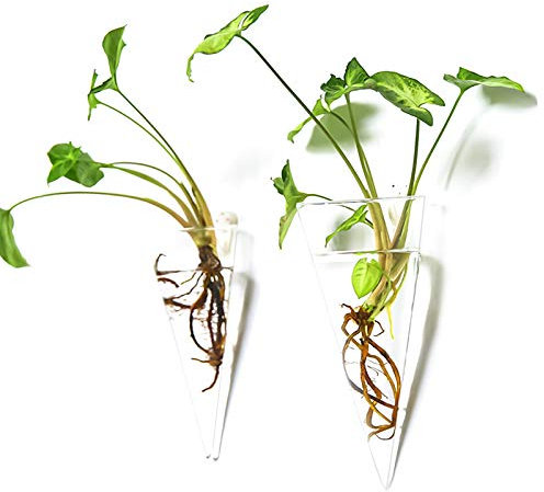 Kingbuy Lot de 2 Supports muraux pour Plantes Grasses en lévitation à Suspendre pour Terrarium de Fleurs en Verre pour intérieur de Cuisine, décoration d'intérieur, Cadeau, Forme de cône, Taille L