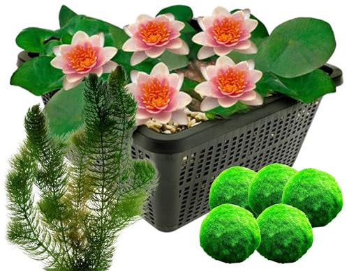 vdvelde.com - Orange Zwergseerose + Sauerstoffpflanzen - - Mini-Seerose im Korb -7 Pflanzen gegen Algen - Platzierung: -10 bis -40cm