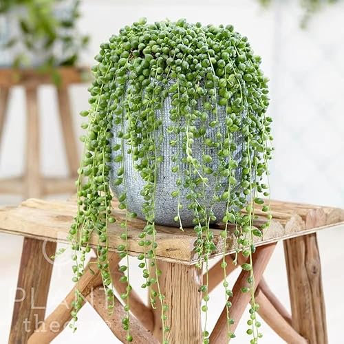 Plant Theory 10cm String of Beads Curio Rowleyanus Senecio Indoor Plant 12cm Pot