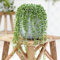 Plant Theory 10cm String of Beads Curio Rowleyanus Senecio Indoor Plant 12cm Pot
