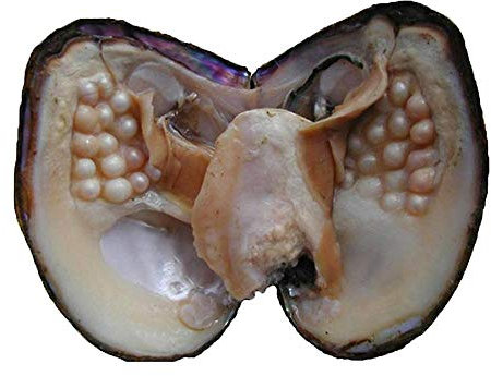 Zuchtperlen in Austern, Süßwasserperlen-Austern mit Perlen im Inneren, große Austerperlen in Austern, Jubiläumsdekoration für Schmuckherstellung oder Geburtstagsgeschenke (5–7 mm)